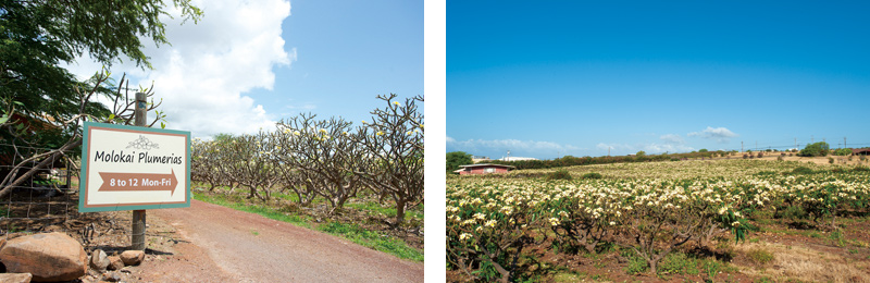 モロカイ島のプルメリア農園イメージ