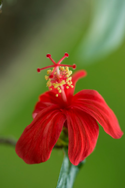 ハワイの植物 Hibiscus ハイビスカス の育て方 ハワイアン雑貨 プルメリアやハワイ植物の通販専門店 Lani Hawaii ラニハワイ