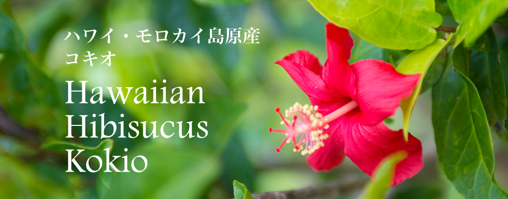 ハワイの植物：Hibiscus（ハイビスカス）の育て方 - ハワイアン雑貨、プルメリアやハワイ植物の通販専門店 | Lani Hawaii（ラニハワイ）