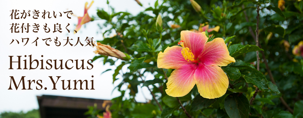 ハワイの植物：Hibiscus（ハイビスカス）の育て方 - ハワイアン雑貨、プルメリアやハワイ植物の通販専門店 | Lani Hawaii（ラニハワイ）