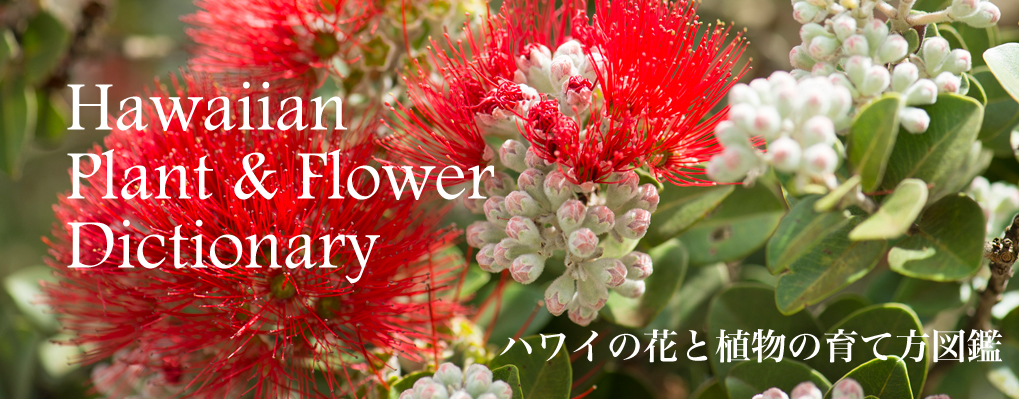 ハワイの花と植物の育て方図鑑