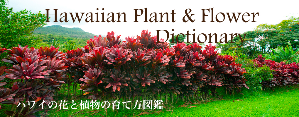 ハワイの花と植物の育て方図鑑